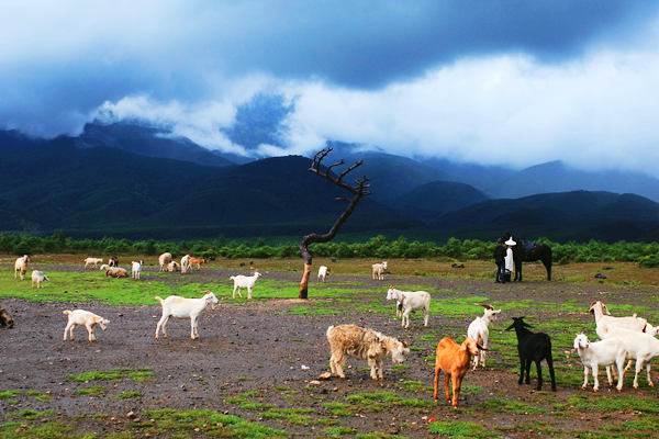 农业发展全面绿色转型取得积极成效