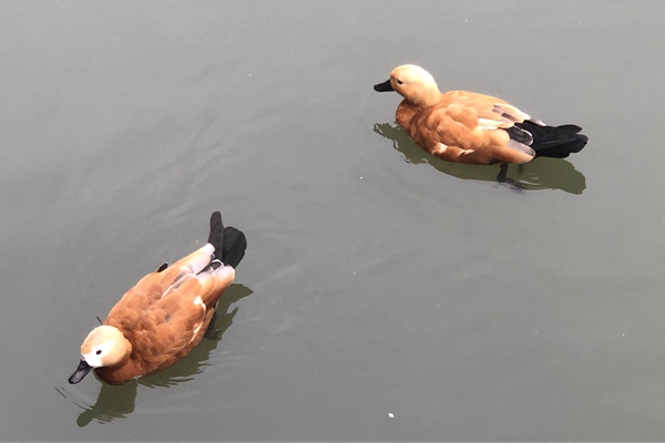 甘肃局联合省快递协会赴临夏开展“快递助力乡村振兴市县行”活动